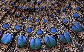 Feathers Peacock Light Background Texture 1920x1200 Specify your wishes, and we will select the best option for free