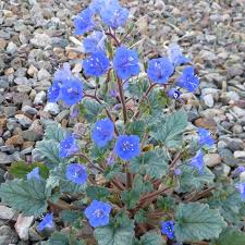 Choose your favorite desert plant designs and purchase them as wall art, home decor, phone cases, tote bags, and more! Desert Blue Bells Native Seeds Search