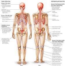This is located in the lower portion of the abdomen. The Skeletal System Biology Of Humans Human Body Anatomy Human Bones Skeletal And Muscular System