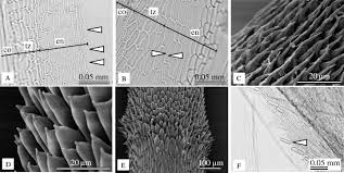 Image result for Hirpicium gorterioides