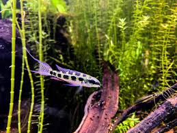 Aquarium Adventure Hoffman Estates Home Facebook