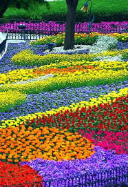 Eveland Flower Garden Beautiful Gardens Beautiful Flowers Flower Garden
