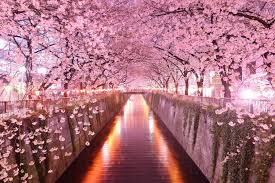 See more ideas about aesthetic anime, anime, 90s anime. Aesthetic Cherry Blossom Night Wallpaper Allwallpaper