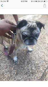 Advertise, sell, buy and rehome pug dogs and puppies with pets4homes. Pug Puppies For Sale Houston Tx 325499 Petzlover