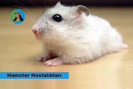 Hamster Hastaliklari Dost Dernegi Yavrular ve anne gayet sağlıklı ve iyi durumdalar. hamster hastaliklari dost dernegi