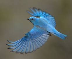 Beautiful Birds In Flight Images Mountain Bluebird Passaros Azuis Passaros Amo Animais