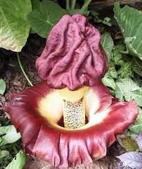 Image result for Amorphophallus goetzei