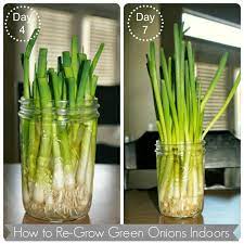 Like Mother Like Daughter How To Regrow Green Onions Indoors Regrow Green Onions Green Onions Growing Green Onions