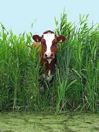 Farmhouse Animals The Cow Decides To Make An Appearance No Need For Introductions This Is The Cow Animals Cow Animals Beautiful