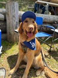 Will other pups from the 9/5/21 litter be attending Goldiepalooza?