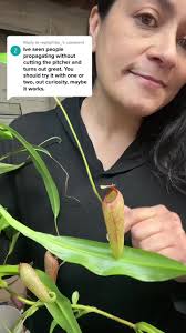 Propagating Pitcher Plant