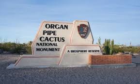 This park in the sonoran desert is the only place in the united states where the organ pipe cactus grows wild. Organ Pipe Cactus International Biosphere Reserve Organ Pipe Cactus National Monument U S National Park Service