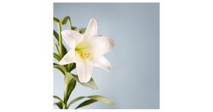 Maxine Taylor Obituary (2012)