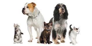 1) request an application and return it to us via email. We Love Pets Too London Drugs Blog