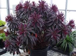 Image result for Euphorbia glanduligera