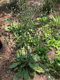 Image result for Elephantopus