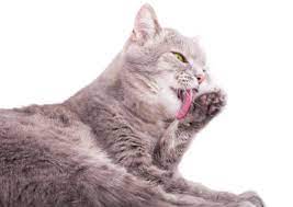 Why Do Cats Lick Their Paws Then Wipe Their Face Feline Follower