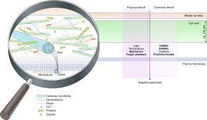 We did not find results for: Cell Wall Integrity Maintenance During Plant Development And Interaction With The Environment Nature Plants