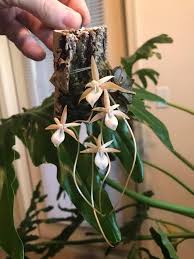 Image result for Aerangis montana