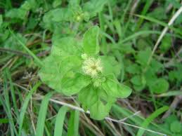 Image result for Acanthospermum australe