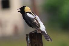 Hartford Audubon Society: Reservoir #3 Bird Walk