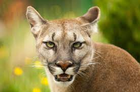 1948 watch the latest video from.pov: Puma Alle Infos Im Steckbrief Herz Fuer Tiere De