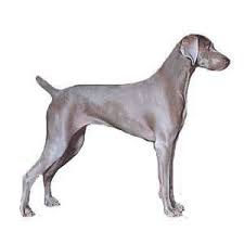 Look at pictures of weimaraner puppies who need a home. Weimaraner Puppies For Sale By Reputable Breeders Pets4you Com