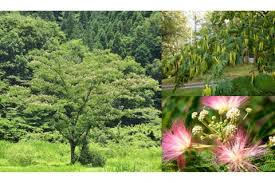 ネムノキ 合歓木 の育て方 剪定や挿し木の時期と方法は Horti ホルティ By Greensnap