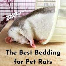 how to bond with your pet rats a beginner s guide pet rat cages pet rats rats