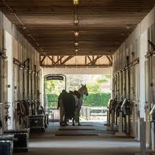 Brown bay horse view out the stable in a barn. Build A Barn That Works Expert How To For English Riders