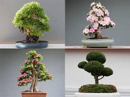 Indoor flowering bonsai tree types. Types Of Bonsai Trees 20 Best Varieties And Shapes With Pictures