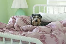 Wenn sie die die flöhe und die nester gefunden und die ursache des flohbefalls erkannt haben, können sie mit der flohbekämpfung beginnen. Flohe So Bekampfen Sie Die Parasiten Schoner Wohnen