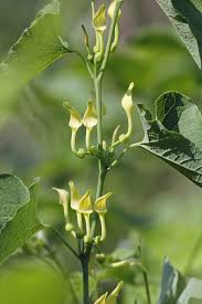Image result for Aristolochia heppii
