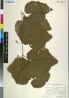 Image result for Ampelocissus africana