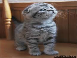 Very short leg, very playful, perfect v face. Details Of Scottish Fold Munchkin Kittens For Adoption Irkincat Com