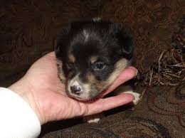 They're cute and smart but may acquire serious health problems as they age. Corgi Pets And Animals For Sale Minnesota