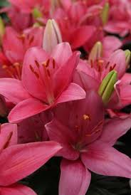 It's probably best to avoid planting minnesota strain redbuds in soggy wet ground as well as very sandy/gravely soils. 46 Perennials Minnesota Hardy Ideas Perennials Plants Flower Garden