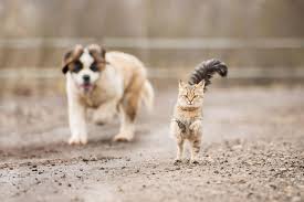 They run around the house, but always come back right away. Why Do Dogs And Cats Not Get Along Tractive