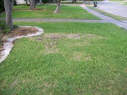 Pin On Turf Grass Disease Guide For A Healthy Lawn