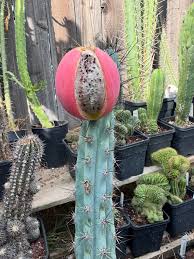 Image result for Pycreus aethiops