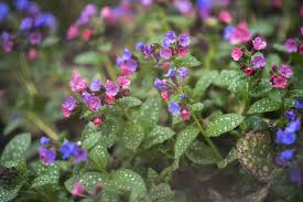 Another beautiful perennial that can grow in the shade, the hillside black beauty is known for its dark foliage and pale flowers. Perennial Flowers For Shade Gardens