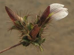 Image result for Blepharis maderaspatensis