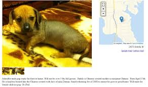 Dating craigslist my account craigslist. Craigslist Dogs 2 More Dogs For Trade Puppy Leaks