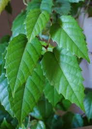 Image result for Cissus integrifolia