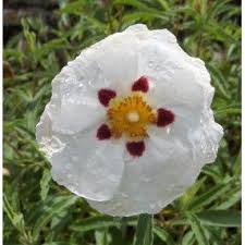 We did not find results for: 23 Cistes Cistus En Vente Achat D Arbuste Persistant De Jardin Sec Jardin Sec Arbuste Arbuste Persistant
