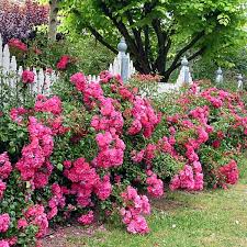 We did not find results for: Rose Flower Carpet Pink Rosflocarpin2 5 21 99 Wals Plant Land For All Your Shrubs And Trees At Prices That Please