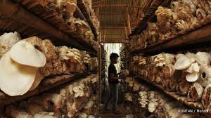 Untuk anda yang hobi memasak atau anda seorang ibu rumah. Jamur Tiram Budidayanya Menjanjikan 1