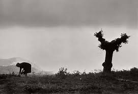 Henri Cartier-Bresson: Landscapes | MONOVISIONS