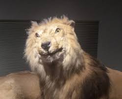 Funny Pictures September 14 2016 Funny Taxidermy Bad Taxidermy Funny Lion