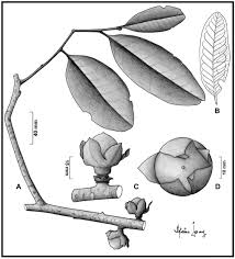 Image result for Diospyros consolatae-rotundifolia intermediates
